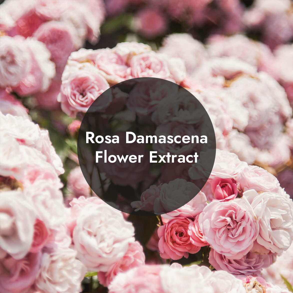Rosa Damascena Flower Extract