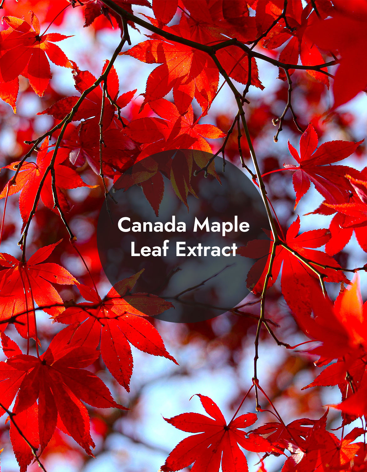 Canada Maple Leaf Extract